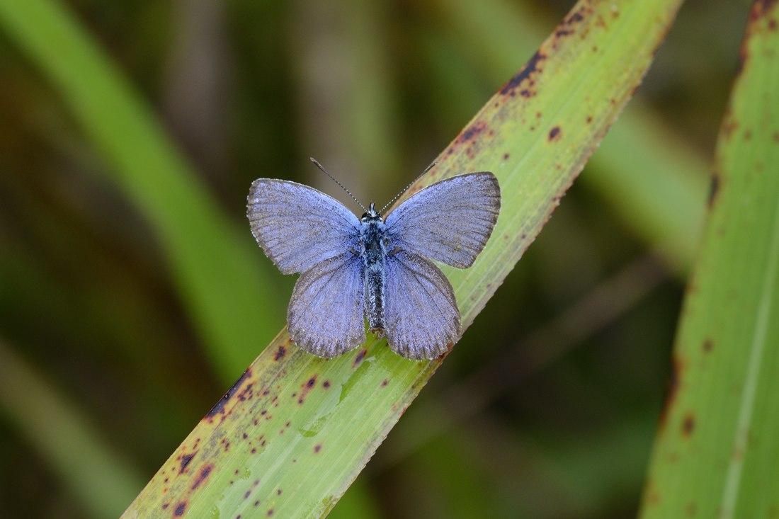 Conferma Everes argiades